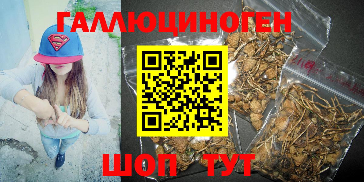 Новокубанск  Псилоцибиновые грибы Psilocybine cubensis  Вход с VPN 